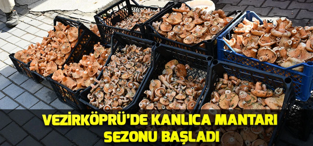 Vezirk&ouml;pr&uuml;&rsquo;de Kanlıca Mantarı Sezonu Başladı