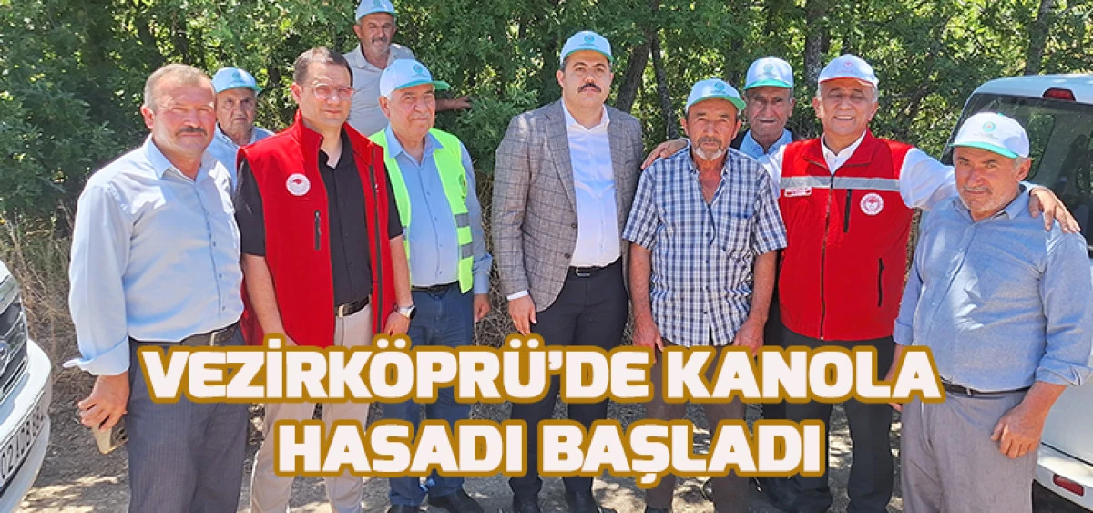 Vezirköprü’de Kanola Hasadı Başladı