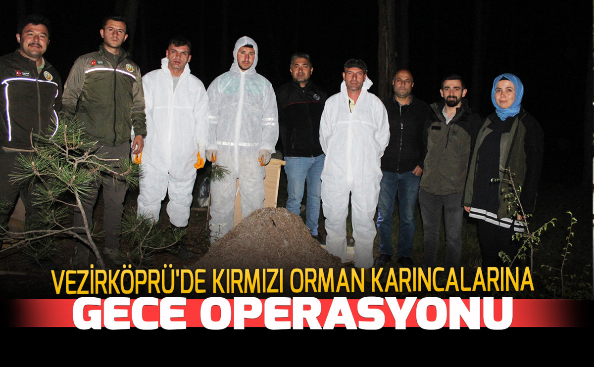 Vezirköprü'de Kırmızı Orman Karıncalarına  Gece Operasyonu