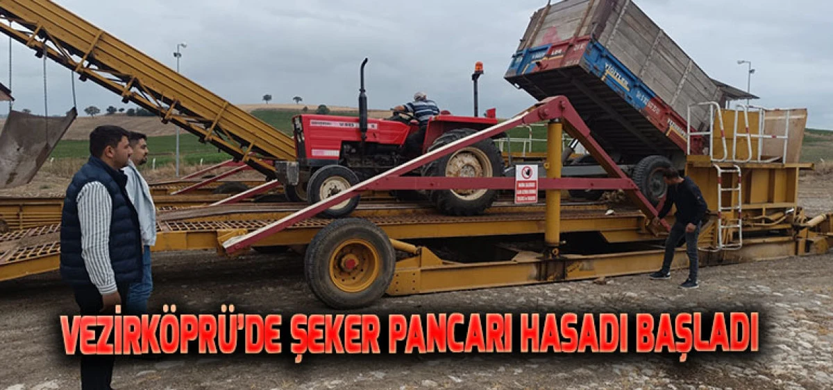 Vezirköprü’de Şeker Pancarı Hasadı Başladı