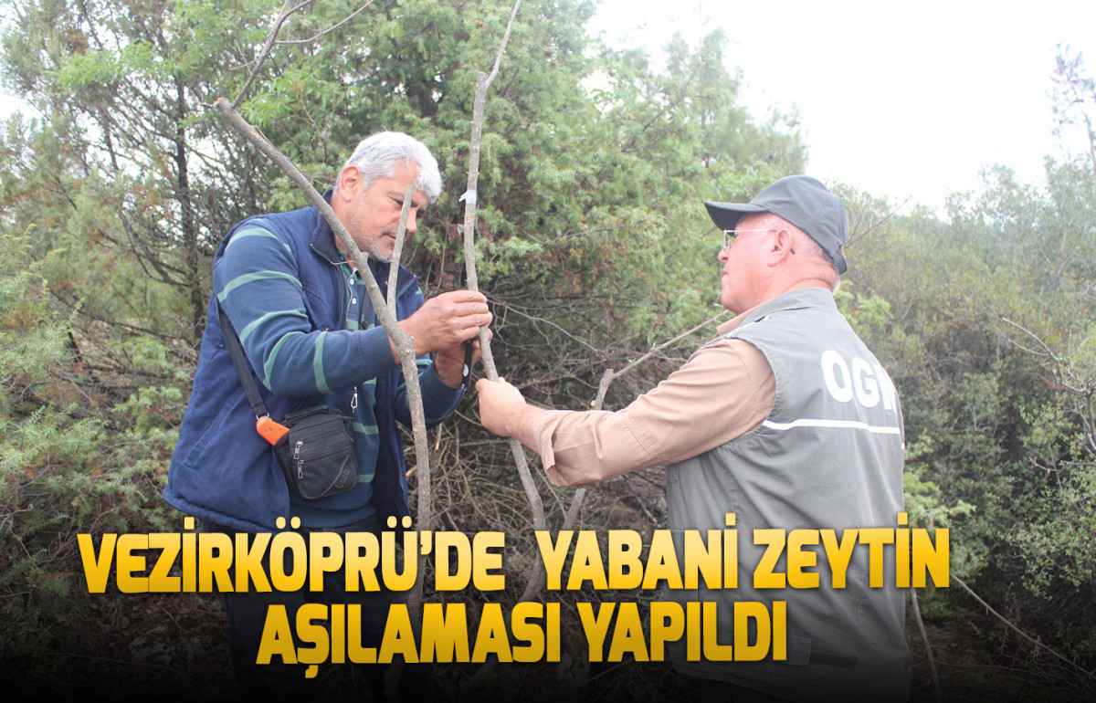 Vezirköprü’de Yabani Zeytin aşılaması yapıldı