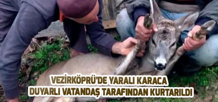 Vezirköprü’de Yaralı Karaca Duyarlı Vatandaş Tarafından Kurtarıldı